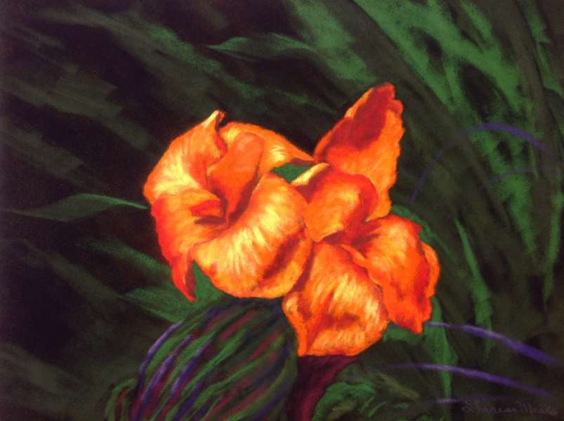 Canna Lilies 