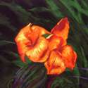 Canna Lilies 