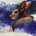 Wild Hare